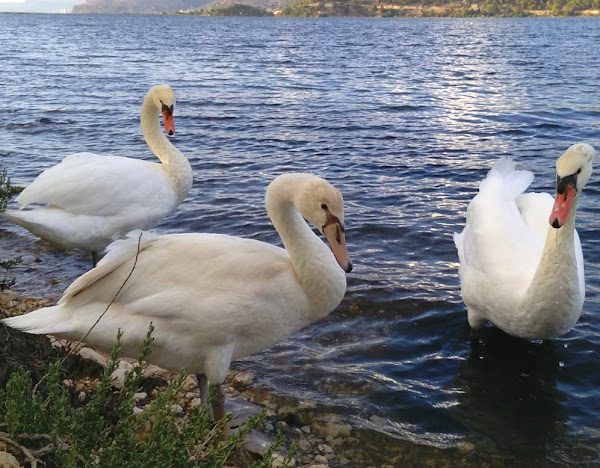 swan farming, swan farming business, raising swans, keeping swans, how to raise swans