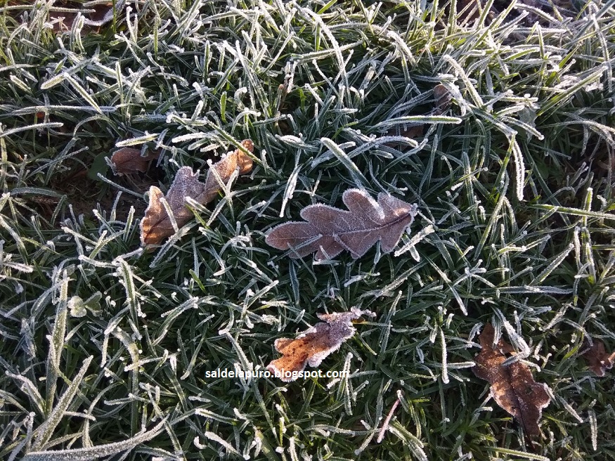 hojas-secas