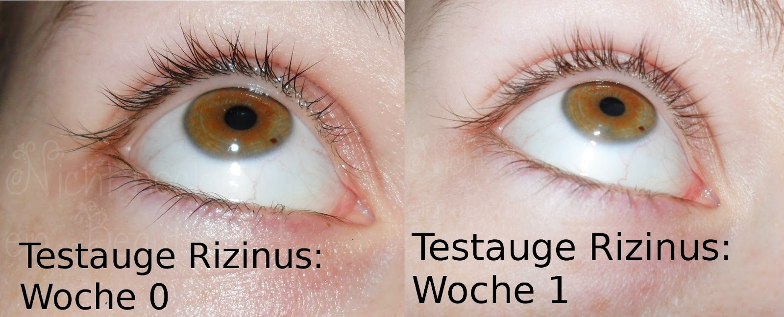 rizinusöl augenbrauen wachstum