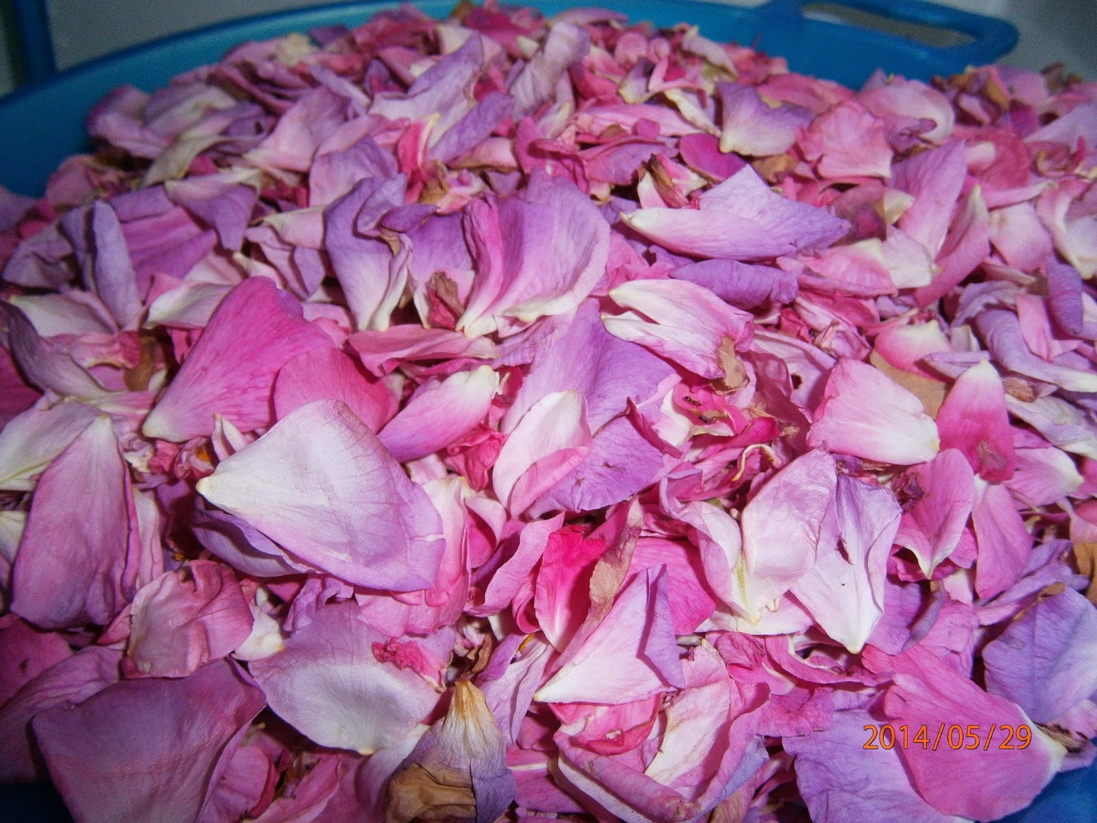 Trandafirii roz pentru dulceata