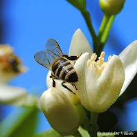 Bees, Honey And Tea In Our Garden!