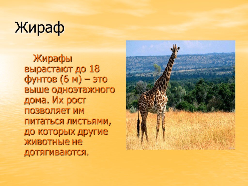 Животные саванны доклад 1 класс окружающий мир. Рассказать о жирафе. Коротко о жирафах. Сообщение о жирафе. Жираф доклад.