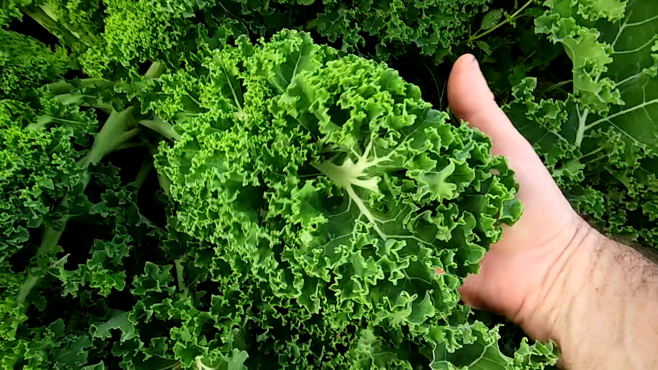 El Huerto de Jose Antonio: Cultivo de col rizada.