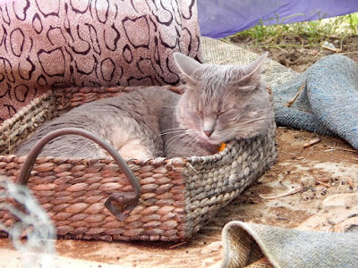 cat sleeping in basket 