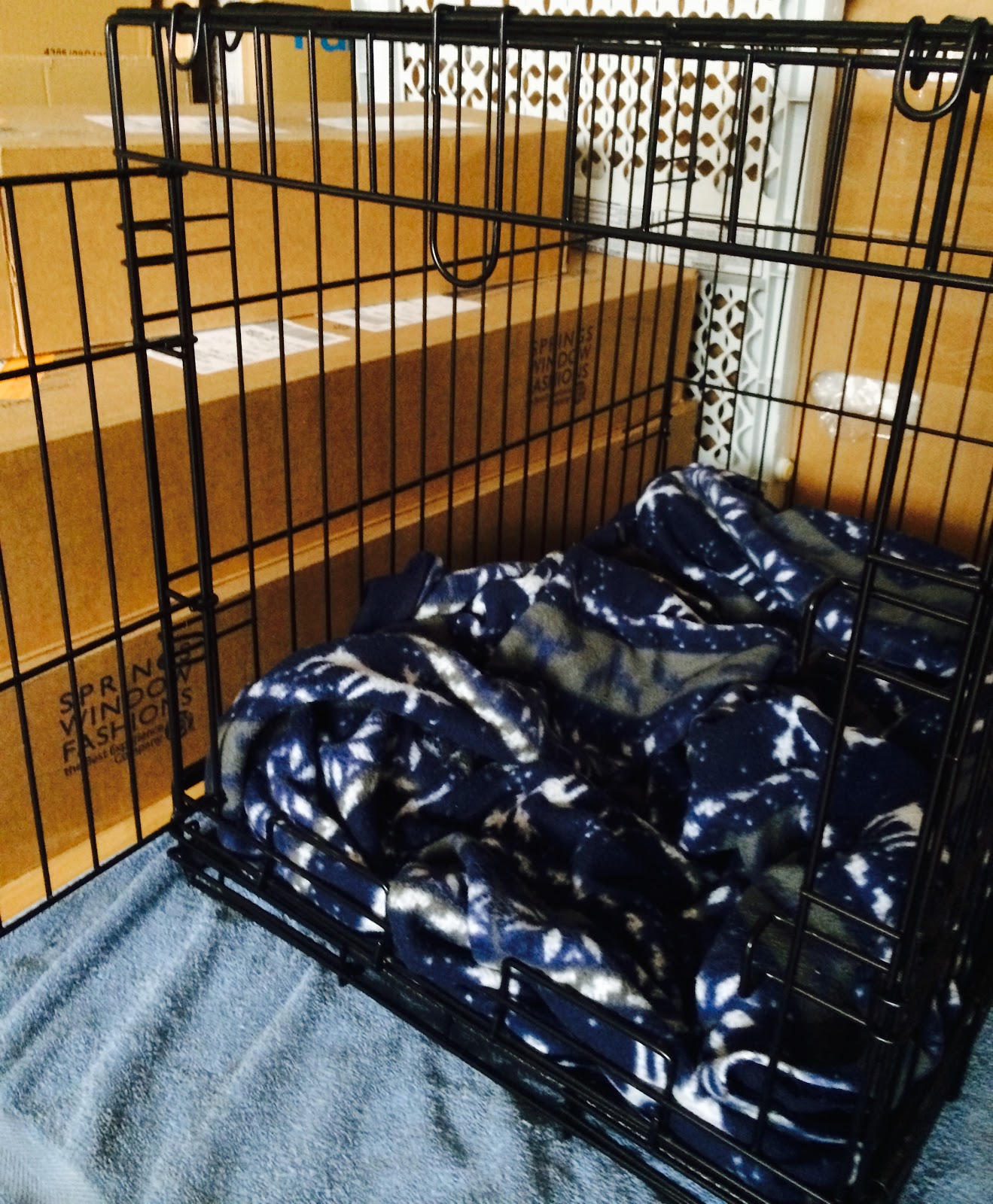 I, MayB Into the cage with you. Or, why my dog hates me.