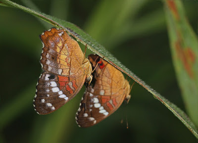 Mariposa princesa roja (Anartia amathea)
