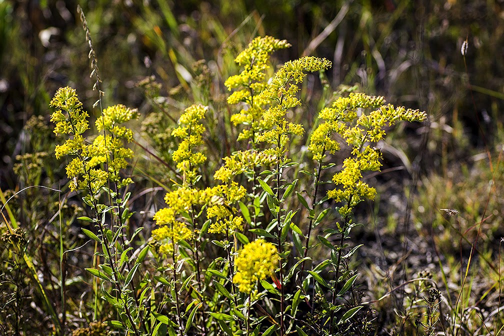 MPG Photo Creations Kansas Wildflowers Yellow *New*