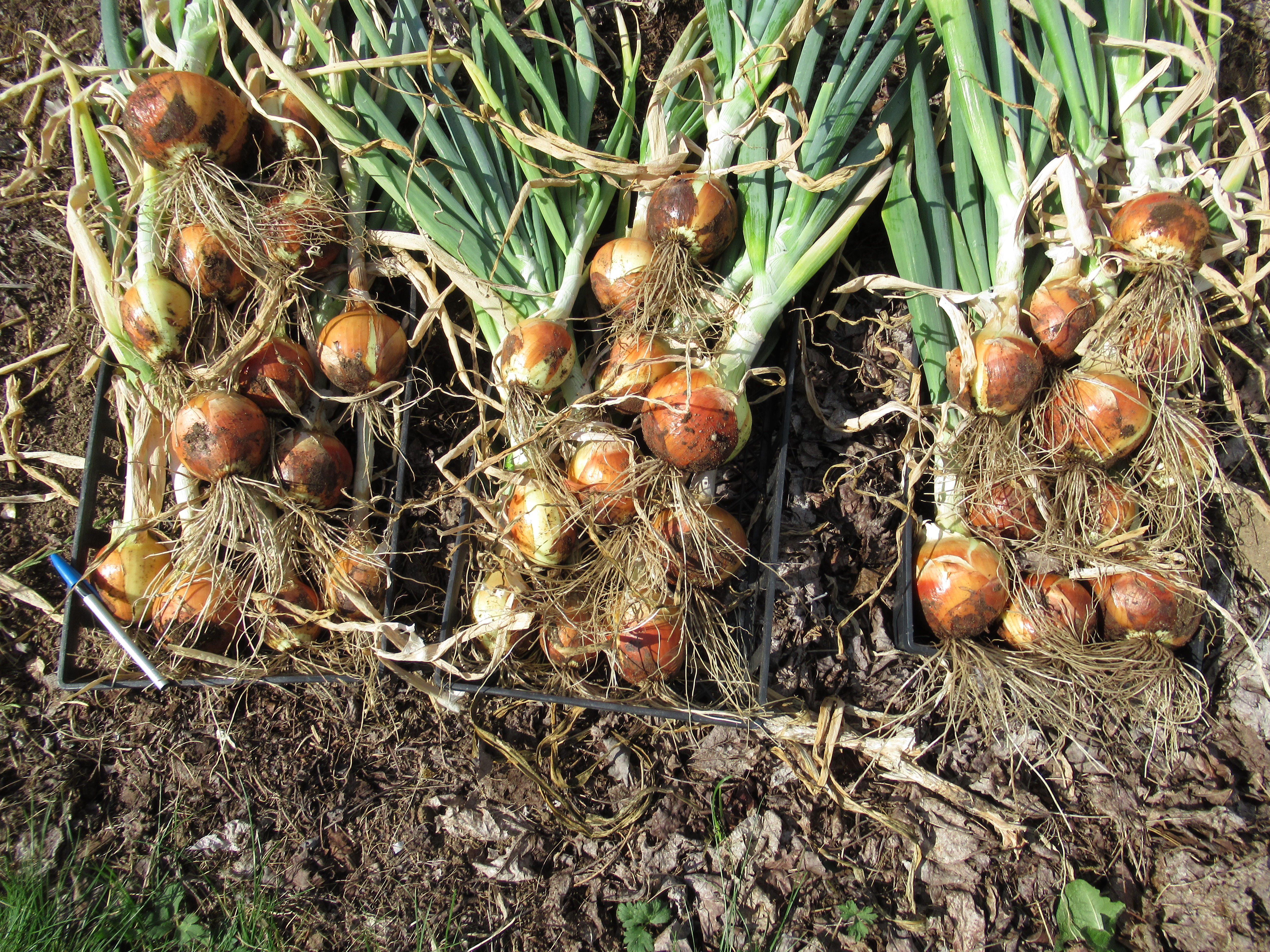 Fraser Valley Vegetable Gardener Onion Harvest