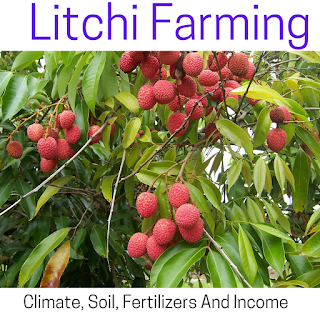 Litchi Farming-Climate, Soil, Fertilizers And Income