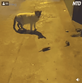 20190519205513_0319cf1eb34da5dc45e8089fdb1b9243_64i6.gif