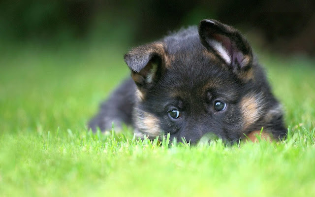 baby german shepherd wallpaper