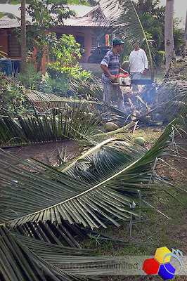 mknace unlimited | lagi pokok kelapa kena tumbang