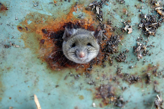 Kasihan! Tikus ini Viral Gara-gara Terjebak di Lubang Tong Sampah Kasihan! Tikus ini Viral Gara-gara Terjebak di Lubang Tong Sampah