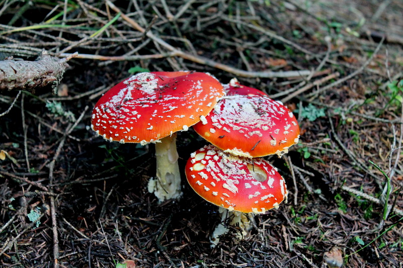 Mano S Welt Fliegenpilze Und Noch Mehr