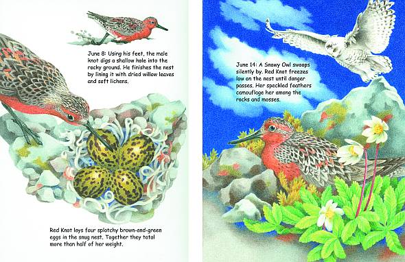 BIRDSONG BOOKS