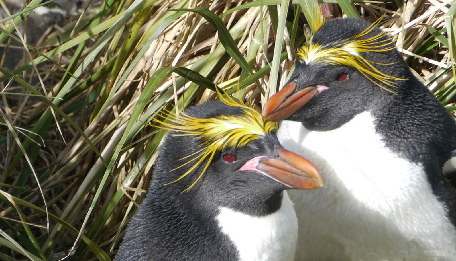 photoscope: Antarctica: Rock Hopper and Macaroni Penguins