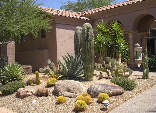 Decorating yard with a variety of desert plants