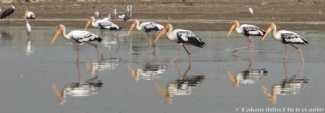 Migrated bird watching at Bhigwan kumbargaon - Simply amazing experience