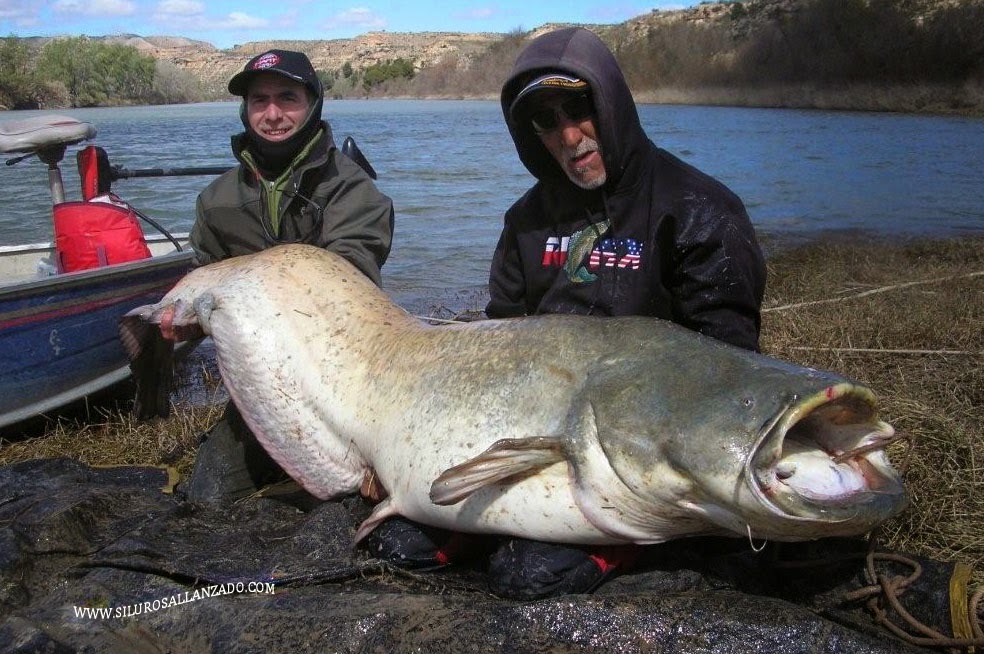 CATFISH FISHING GUIDE IN THE RIVER EBRO, CATFISHING AND CARPFISHING
