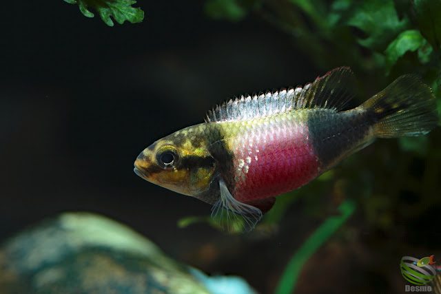 Pelvicachromis subocellatus(Moanda)