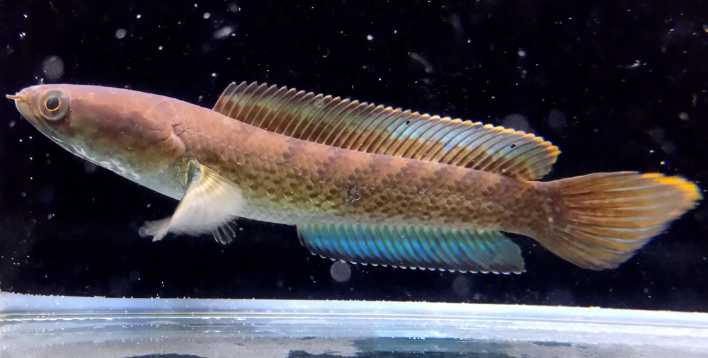 Channa Melanostigma - 50 Jenis Ikan Channa Beserta harganya