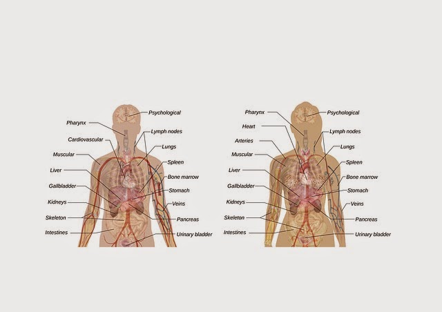 Science Knowledge: Parts of a Human body