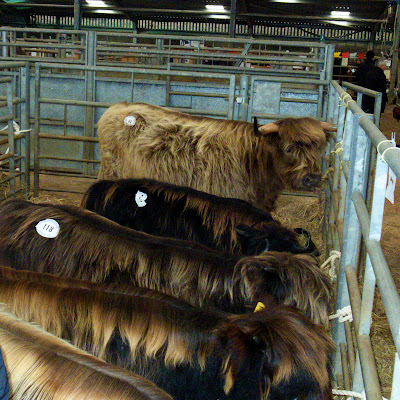 highland cattle for sale montana highland cattle for sale montana