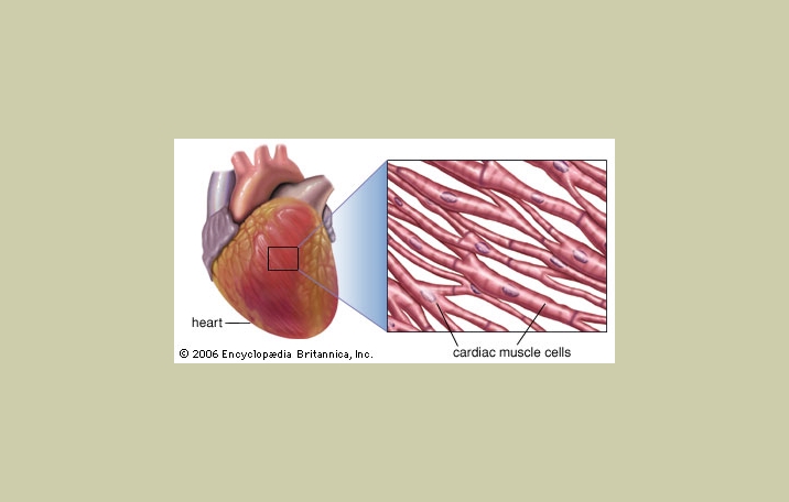 3 Types Of Muscle and Their Functions - Science Shape