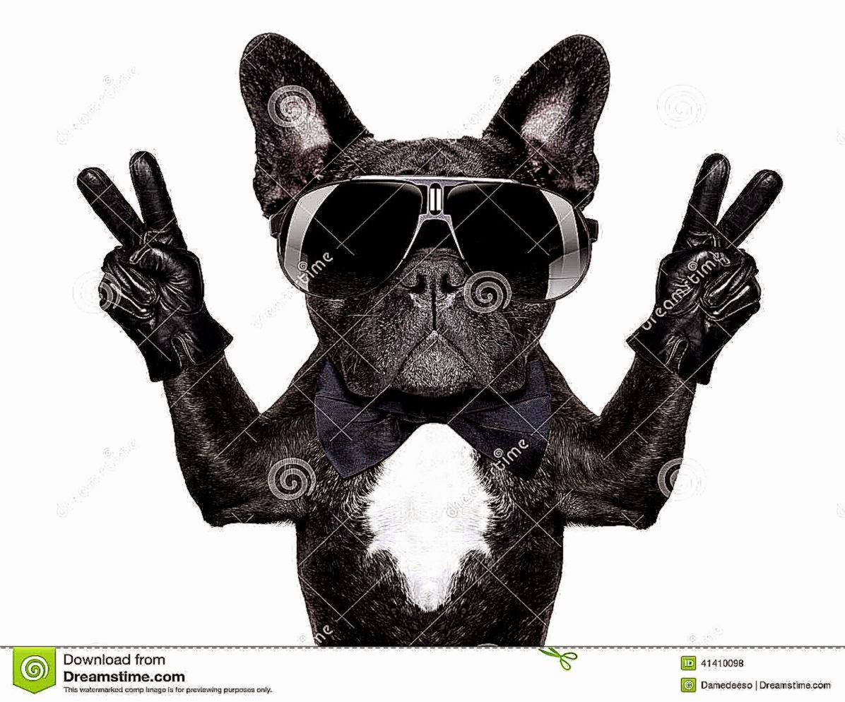 Cool Dog With Black Glasses