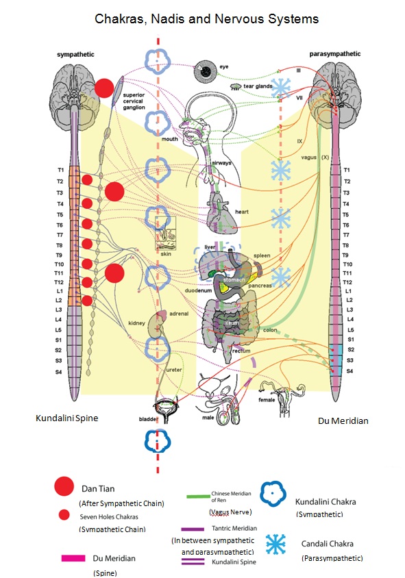 Nervous System Flow Chart Answers – Beautiful Flower Arrangements and