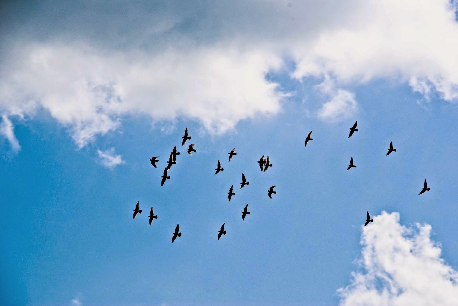 Глянь на небо птички летят колокольчики. Птицы в небе. Стая птиц в небе. Птицы летают. Птицы улетают.
