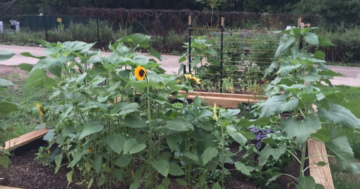 Ms. B The Good News Community Nursing Clinic Plants Seed for Healthy Living in Chester