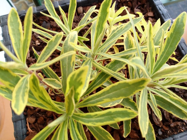 Euphorbia x martinii "Ascot Rainbow".