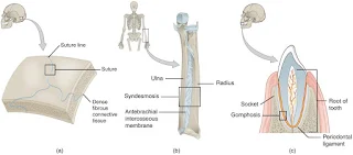 JOINTS OF HUMAN BODY