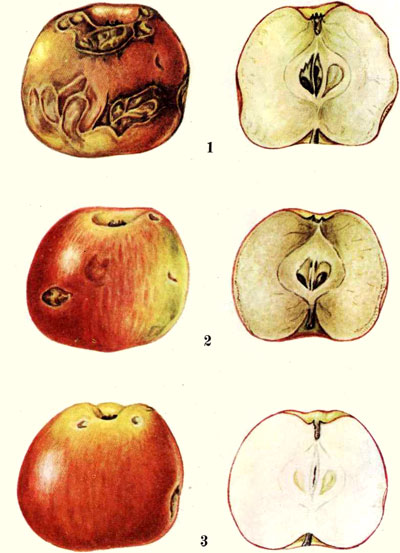Дефекты яблок скальд. Болезни и повреждения семечковых плодов. Гороховая плодожорка. Механические повреждения яблок. Растрескивание плодов яблони.