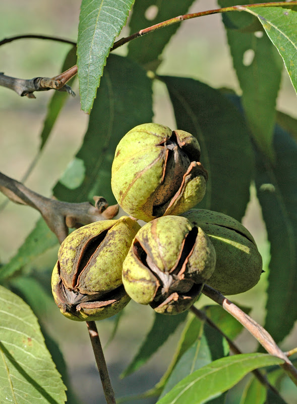 Northern Pecans Short season pecans split shuck early in 2012