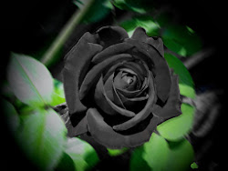black background rose flower 3