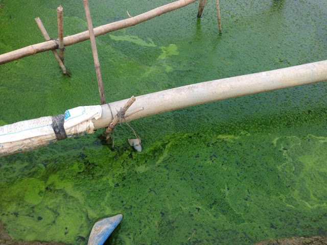 Làm sao để diệt tảo xanh trong ao tôm