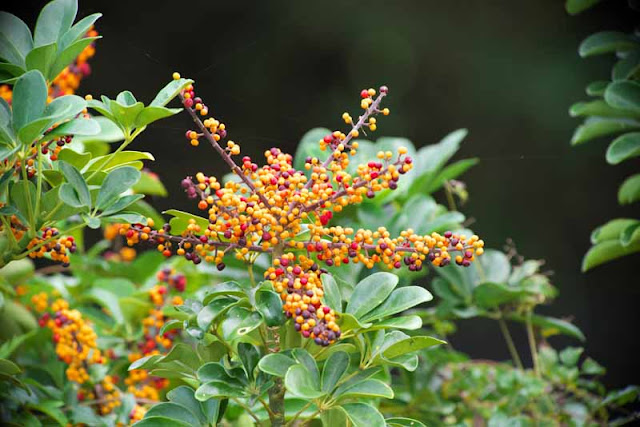 Close-up of blossom and leaves on an Umbrella Tree