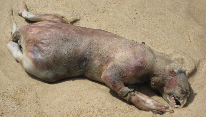 Monster Montauk, 10 Monster Laut Aneh Yang Masih Menjadi Misteri, Mitos, Konspirasi, Makhluk Prasejarah, Ikan Hiu, Makhluk, Monster Aneh, Ikan Paus Sperma, Membusuk, Bangkai, Membengkak, Binatang Misterius, Binatang Buas, Monster Laut, Teraneh, Top 10, Eksperimen Genetik, Paus Kepala Kotak, Physeter Macrocephalus, Cryptozoologists, Humanoid, east river monster, montauk monster plum island, montauk monster alive, montauk monster snopes, panama creature, montauk monster images, montauk conspiracy, montauk monster stranger things, Alien, Creature
