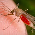 Peneliti Indonesia Nurjati Siregar, Temukan Parasit Malaria Bersembunyi di Limpa