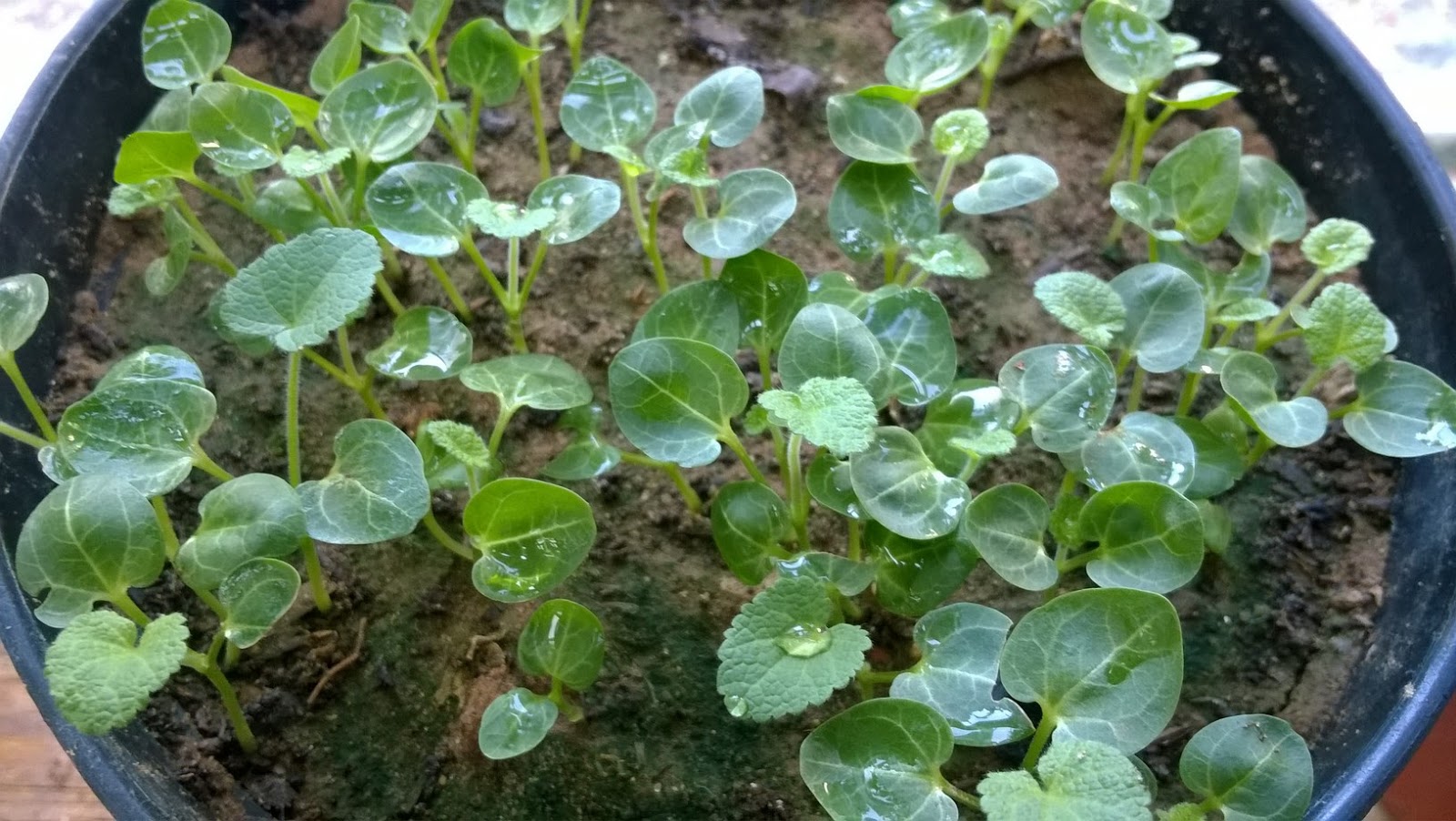 How To Grow Hollyhocks From Seeds