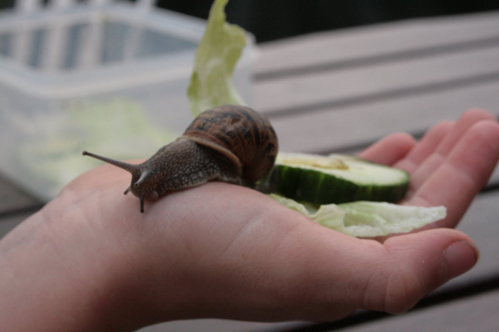 jemgoodgreef Slimy snail