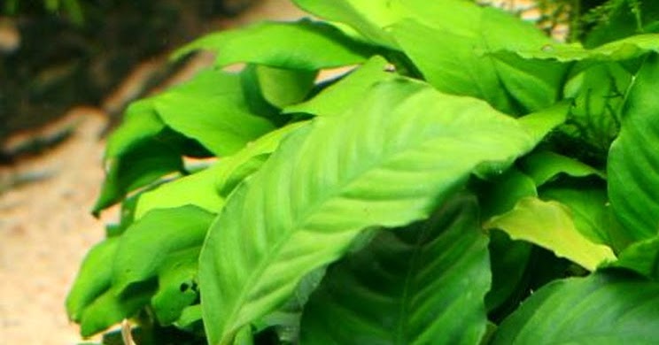 Анубиас чили Анубиас чили