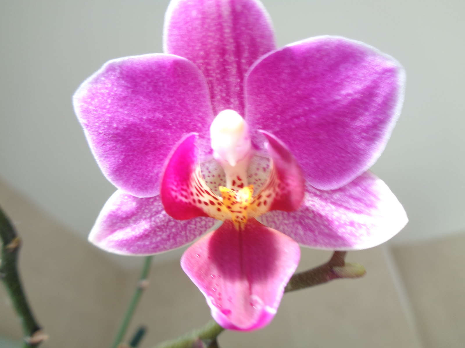 How do You Make Orchids Flower Again?