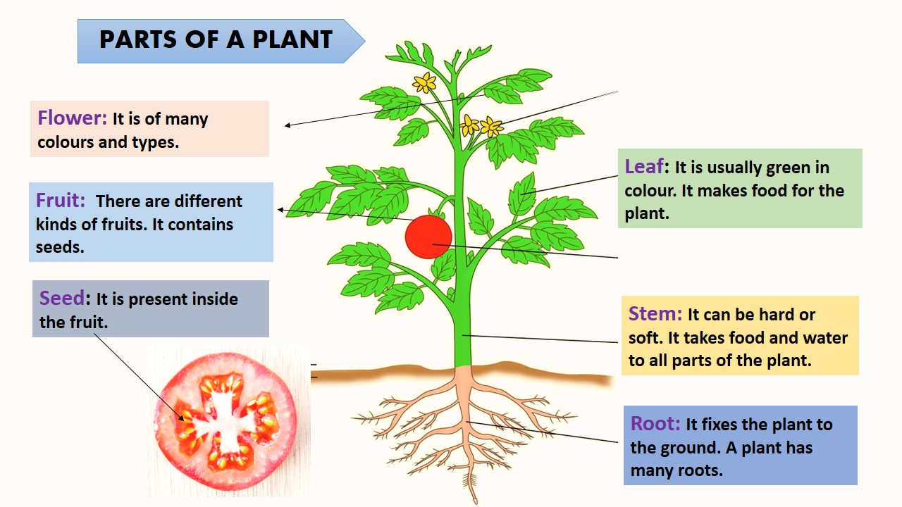 "Let's Plant Our Green Friends" Lesson plan and interactive activities.