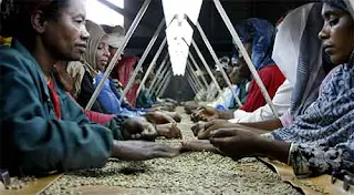 Women sorting coffee beans in Addis Ababa also known as Finfinne is the capital and largest city of Ethiopia. Ethiopia is the worlds leading coffee exporter