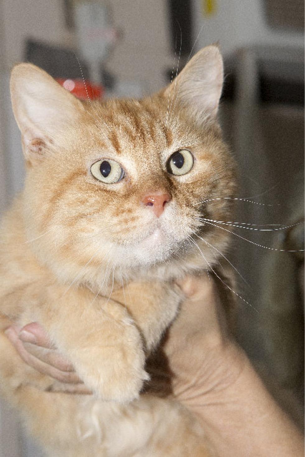 Frontline Capstar Supplies Fast Aid of Flea Symptoms