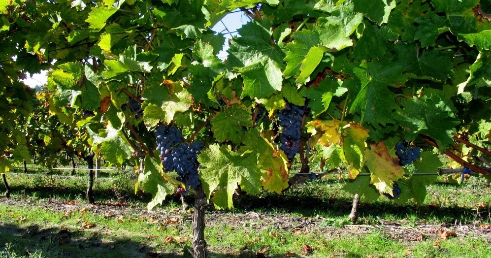 Loire Valley Experiences Of grapes and grout...