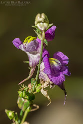 Bichos y plantas de León: Linaria triornithophora